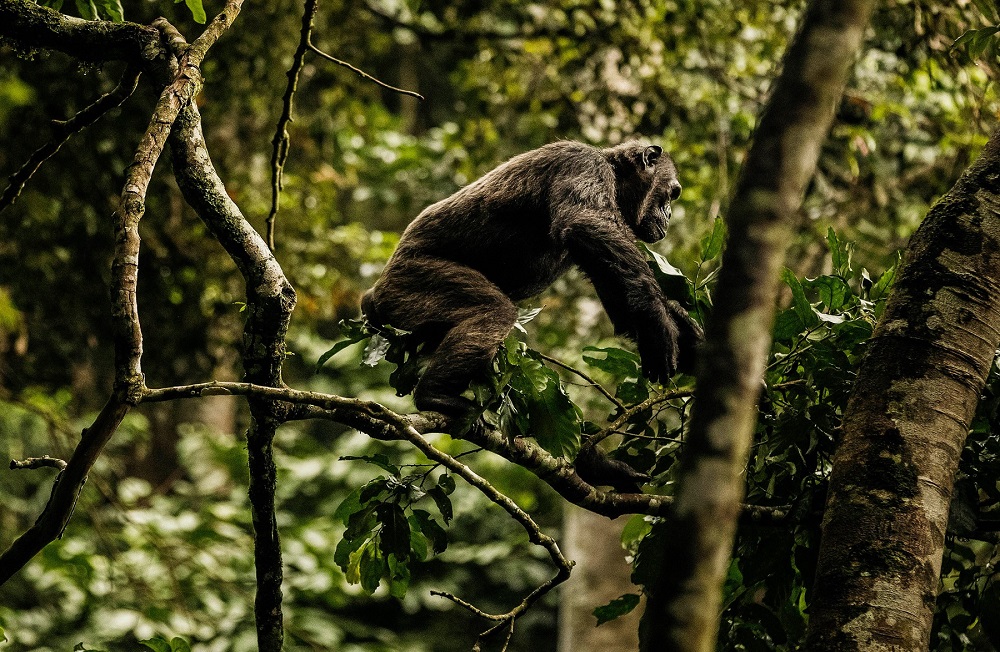 Safari au Rwanda trek aux chimpanzés