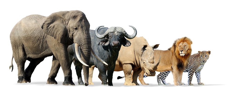 Les Big Five en safari : éléphants, rhinocéros, lions, léopards et buffles