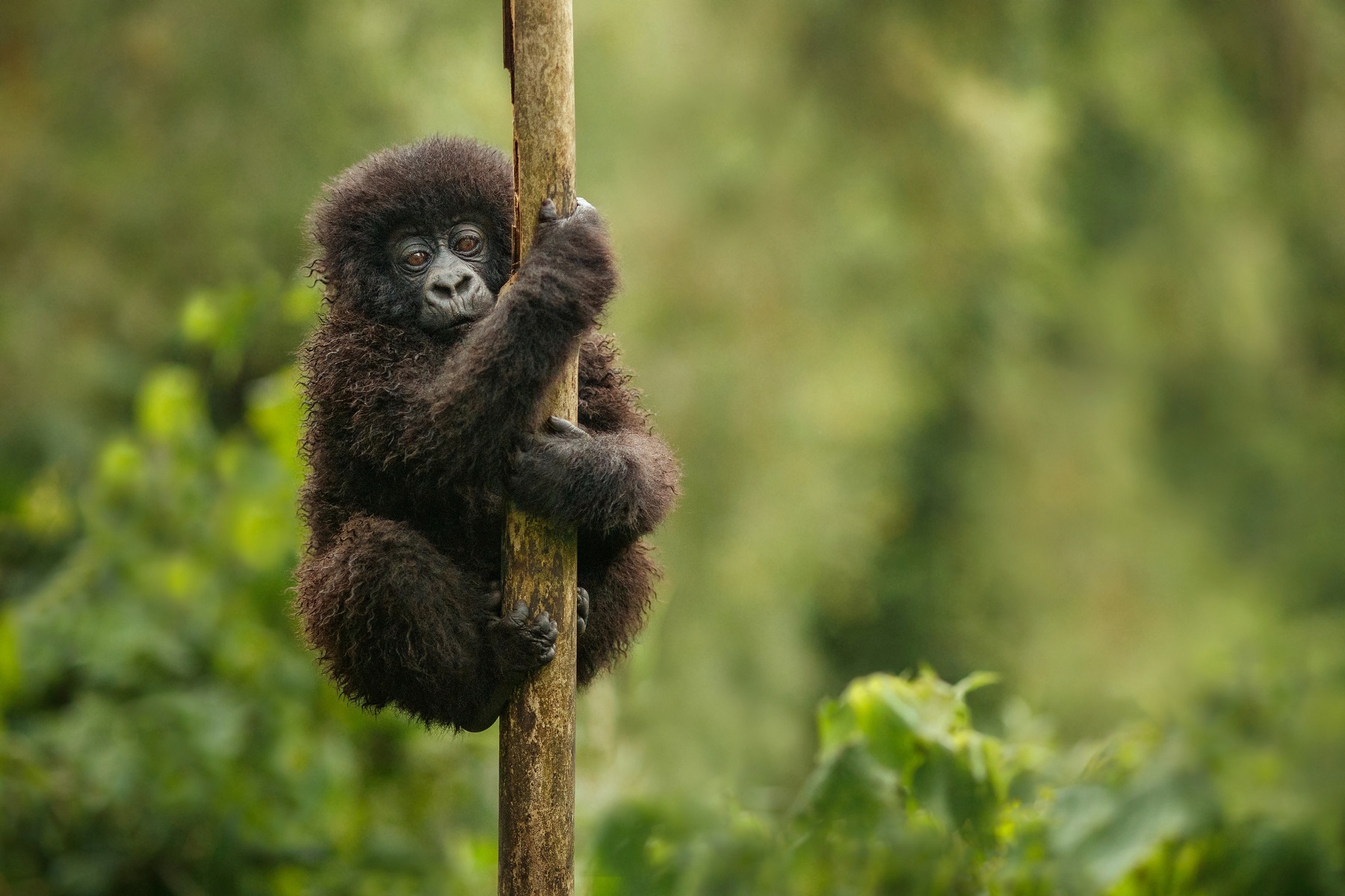 Safari au Rwanda trek aux gorilles de montagne