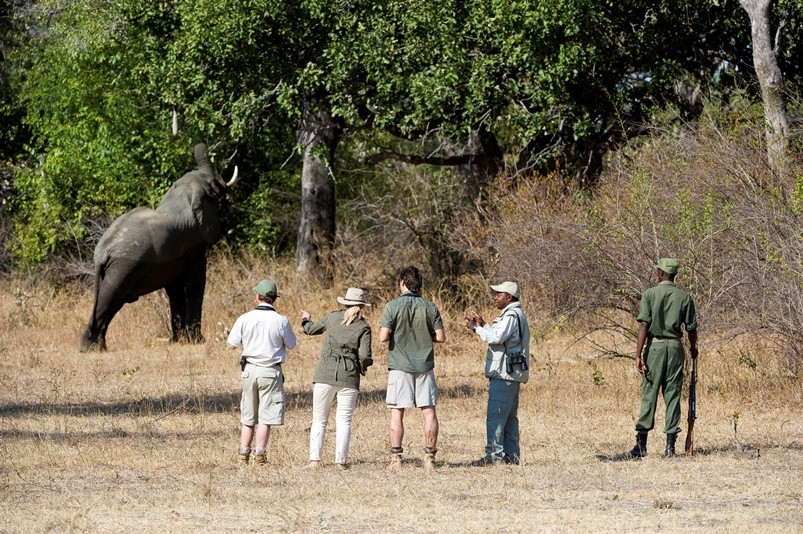 Safari à pied en Zambie