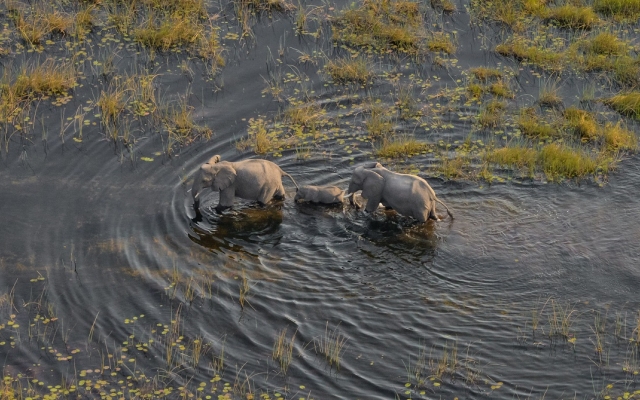 Safari au Botswana - Elephants survolés dans le Delta de l'Okavango 