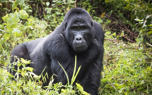 Gorille dos argenté, voyage en Ouganda