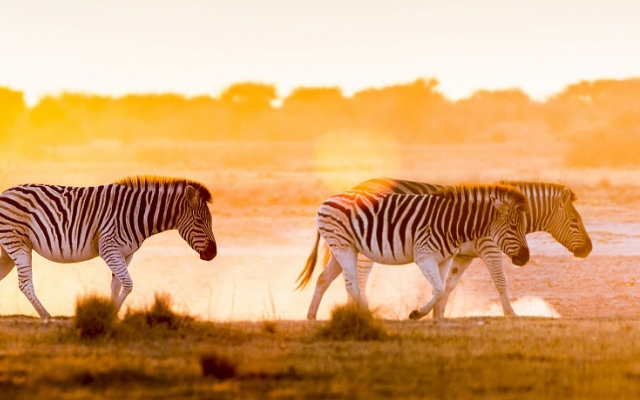 Safari Tanzanie 