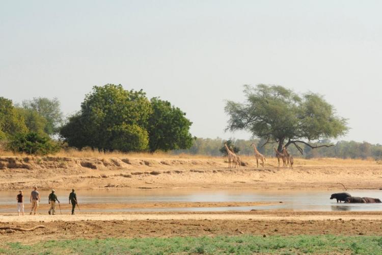 Safari sur mesure Zambie
