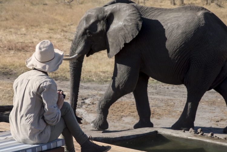 Un éléphant en visite à la piscine du camp lors d'un safari au Botswana