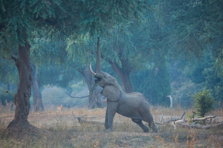 Safari Manapools Zimbabwe
