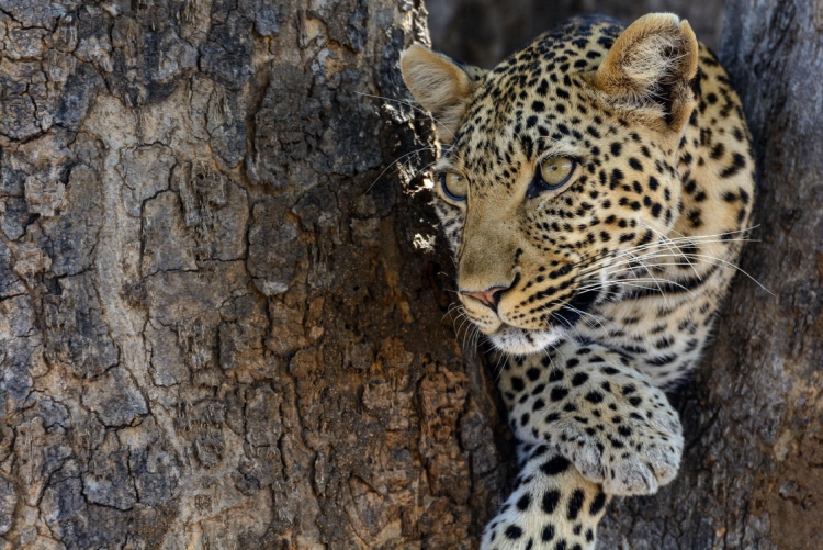 Leopard dans le parc de Nyerere (Selous)