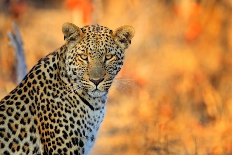 Les léopards font partie des plus beaux clichés d'un safari au Botswana