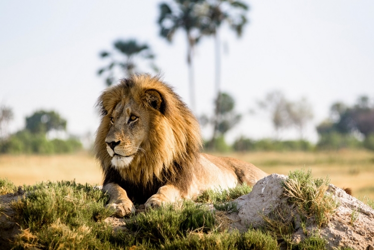 Les avis de nos clients sur leur safari au Botswana sont unanimes : magnifiques safaris au plus proche de la nature