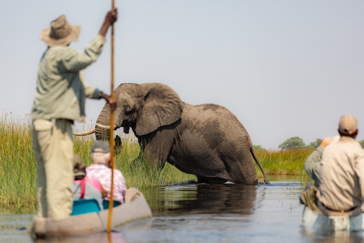 Safari en mokoro au Botswana rencontre avec un éléphant