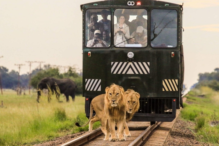 Safari en train Elephant Express Zimbabwe Hwange