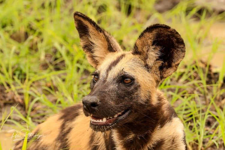 Safari Tanzanie à Nyerere qui abrite une des plus grande concentration de chiens sauvages en Afrique