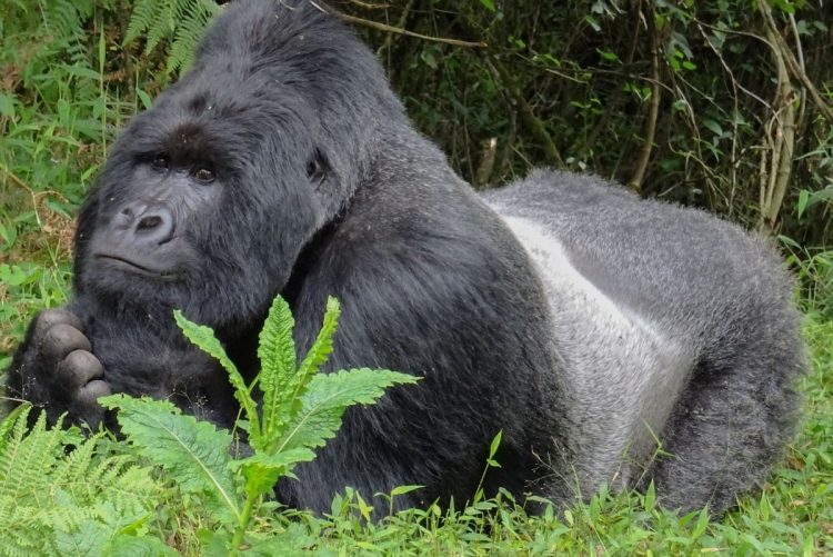 Gorille des montagnes, Forêt de Bwindi, voyage Ouganda