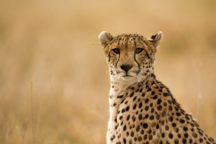 Safari Kenya 