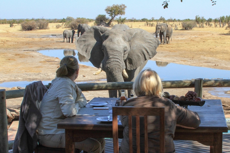 Elephants safari Hwange Nehimba lodge