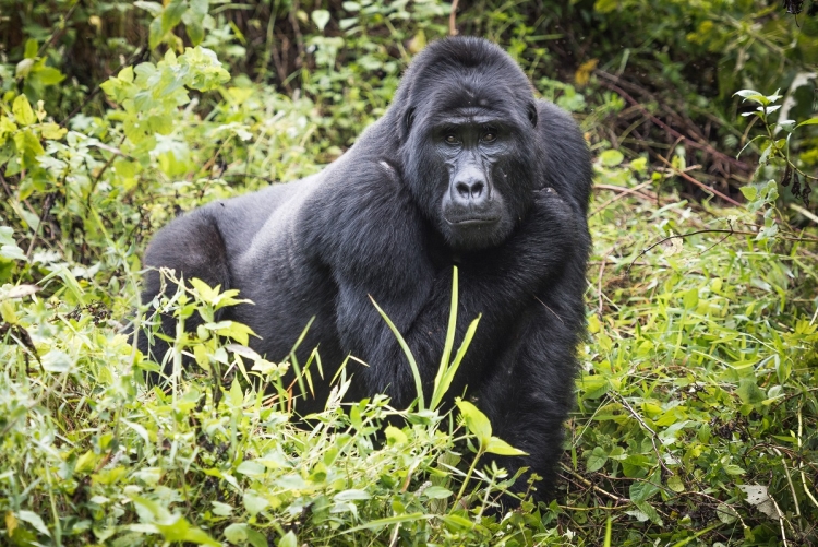 Gorille dos argenté à Bwindi