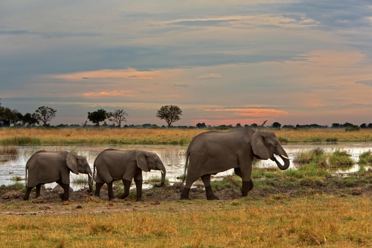 Safari Botswana : Linyanti, Kwando reserve