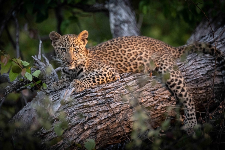 Rencontre avec un léopard en safari en Zambie