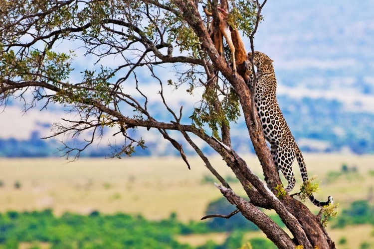 Leopard du Masai Mara, Kenya