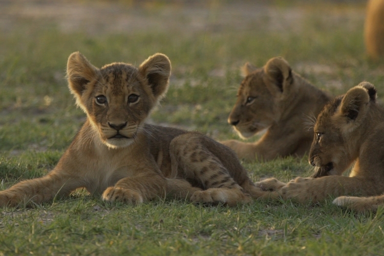 Bébés lions à Hwange en safari au Zimbabwe