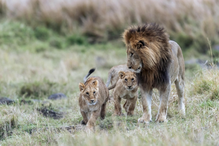 Lions d'Olare Motorogi Conservancy - Safari Masai Mara Kenya