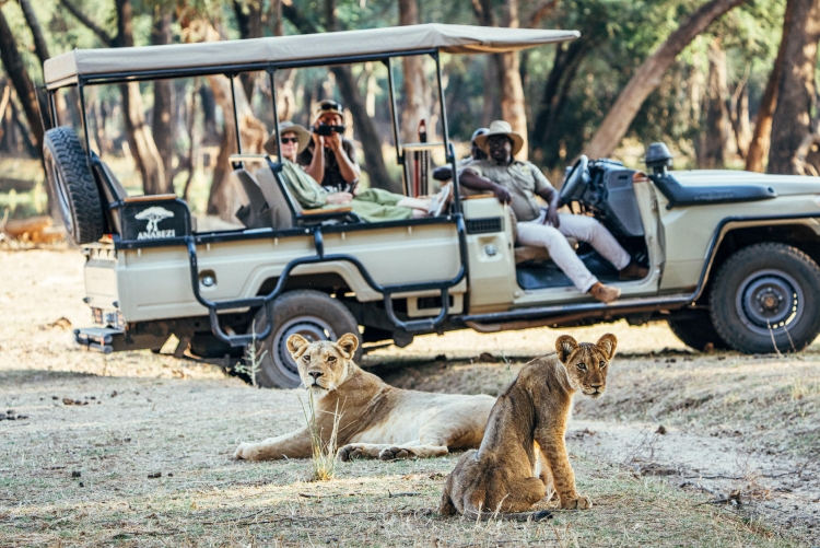 Safari en Zambie, lions en vue !