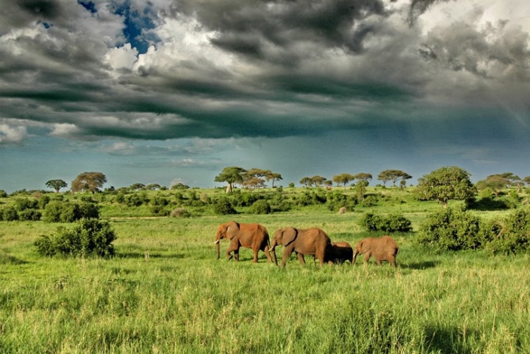 Magnifiques paysages de Tarangire (Tanzanie) avec ses éléphants