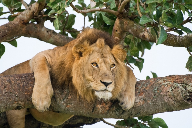 Lions au parc national d'Elizabeth en Ouganda