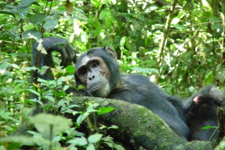 Trek aux chimpanzés en forêt de Kibale, voyage OUganda