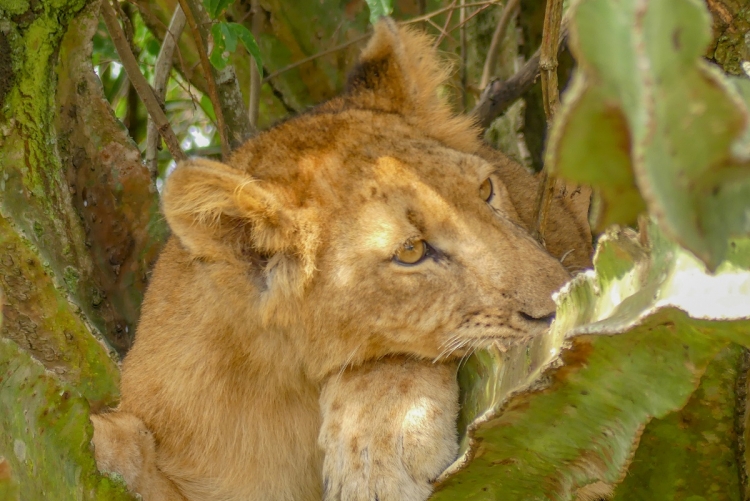 Lionne à Queen Elizabeth, safari Ouganda