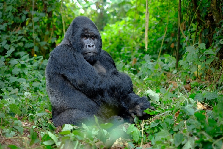Gorille afrique Rwanda