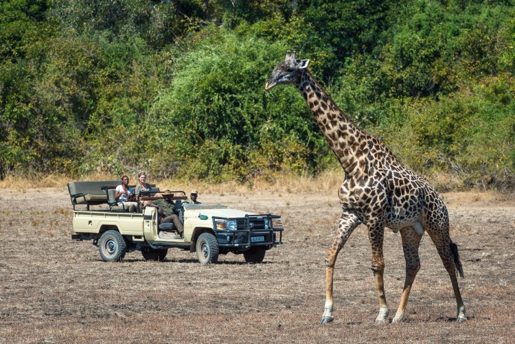 Safaris en 4x4 dans la South Luangwa, rencontre des girafes