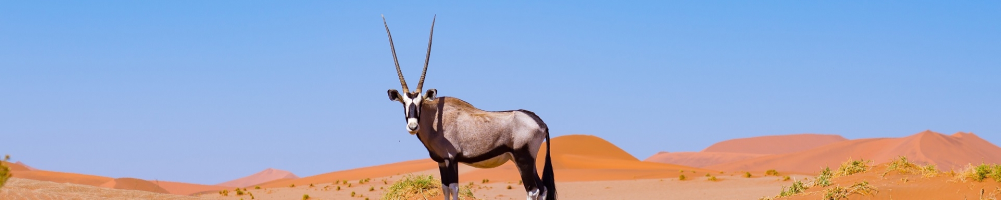 Safari Namibie - Un oryx dans le désert du Namib