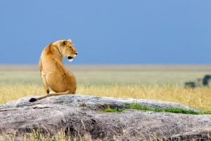 Safari en Tanzanie conseil pour voyage authentique
