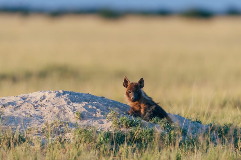Hyène brune au Makgadikgadi (Desert du Kalahari)