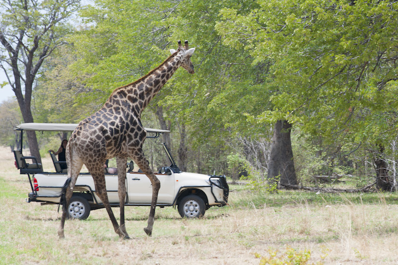 Safari Chobe voyage Botswana des Chutes Victoria au Delta de l'Okavango