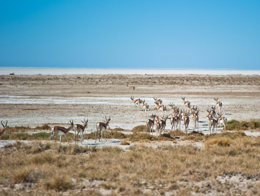 Namibie, Voyage sur mesure, Sossusvlei, chauffeur guide, Kalahari, Fish River Canyon, désert du Namib, Damaraland, agence spécialisée
