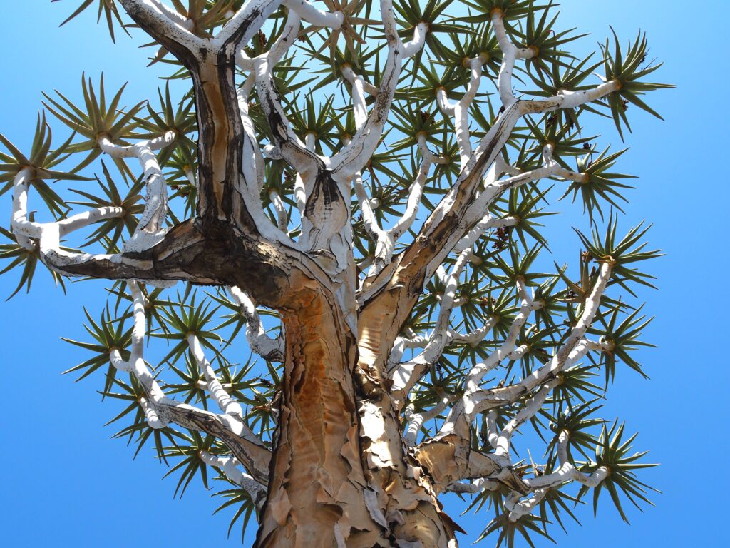 Namibie, Voyage sur mesure, Sossusvlei, chauffeur guide, Kalahari, Fish River Canyon, désert du Namib, Damaraland, agence spécialisée