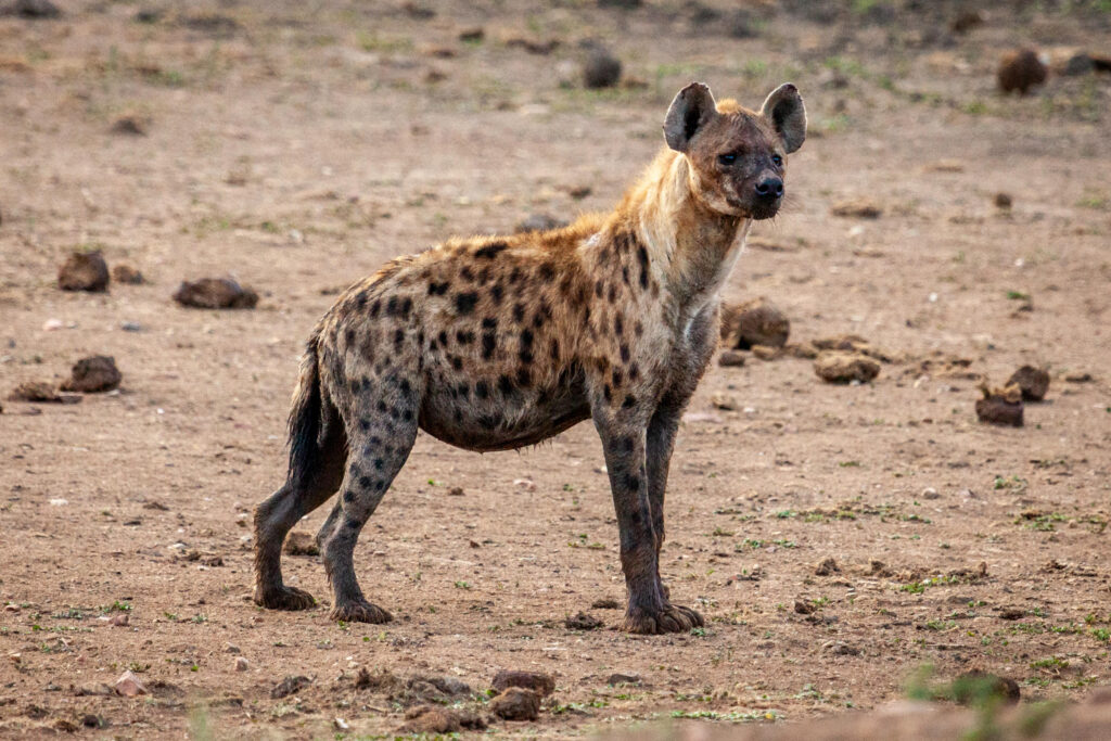 Safari Afrique du Sud, réserve de Madikwe, parc loin de la foule, conservation des espèces, sanctuaire big five, animaux sauvages, agence spécialisée
