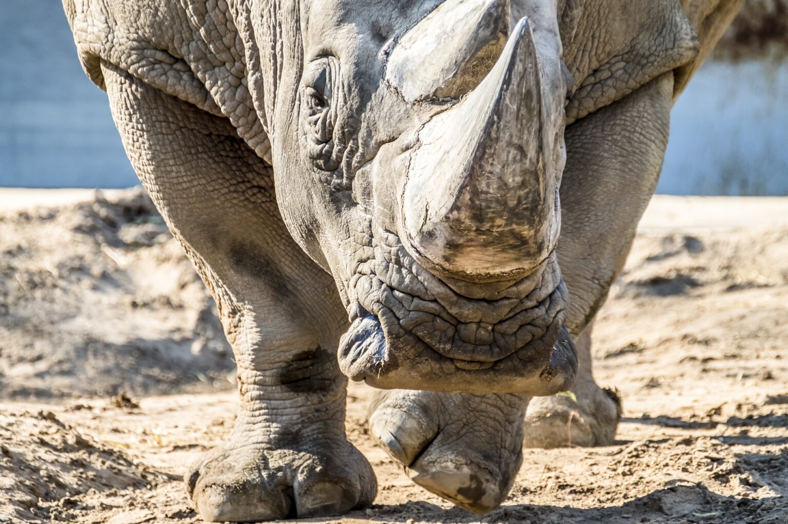 Safari Afrique, Eco-tourisme, rares espèces sauvages, voyage écoresponsable en Afrique, safaris loin de la foule, voyage responsable sur-mesure