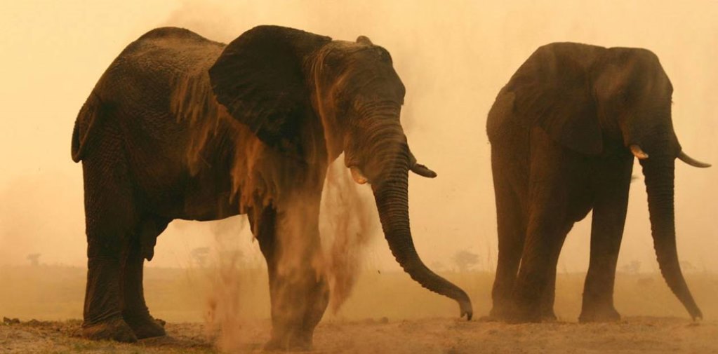 Safari Botswana, voyage Afrique, parc de Chobe, faune riche, safaris spectaculaires, découverte des éléphants, séjour sur-mesure