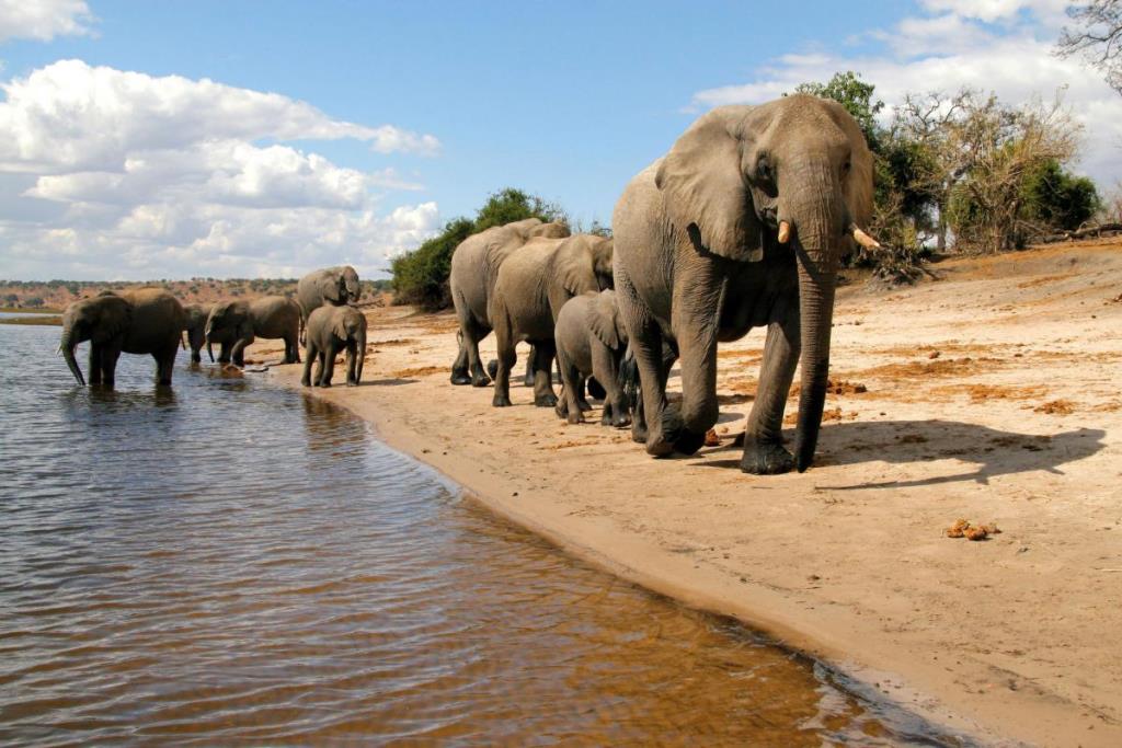 Safari Botswana, voyage Afrique, parc de Chobe, faune riche, safaris spectaculaires, découverte des éléphants, séjour sur-mesure