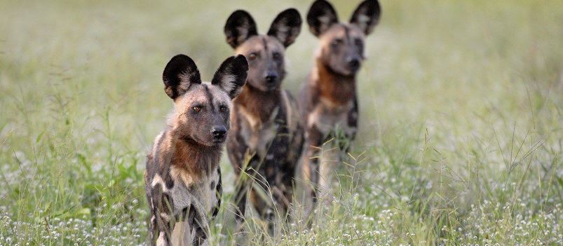 Safari Zambie, parc national Kafue, sauvage et peu fréquenté, animaux rares, safari à pied, montgolfière, observation des animaux, diversité de vie sauvage, séjour sur-mesure, agence spécialisée