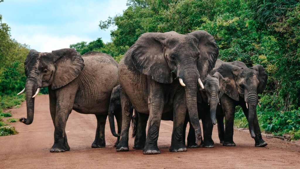 Safari Zambie, Afrique, parc de Kafue, voyage hors radars, nature sauvage, découverte de la faune, safari exclusif et rare, berceau des safaris, camps intime, loin de la foule, séjour sur-mesure