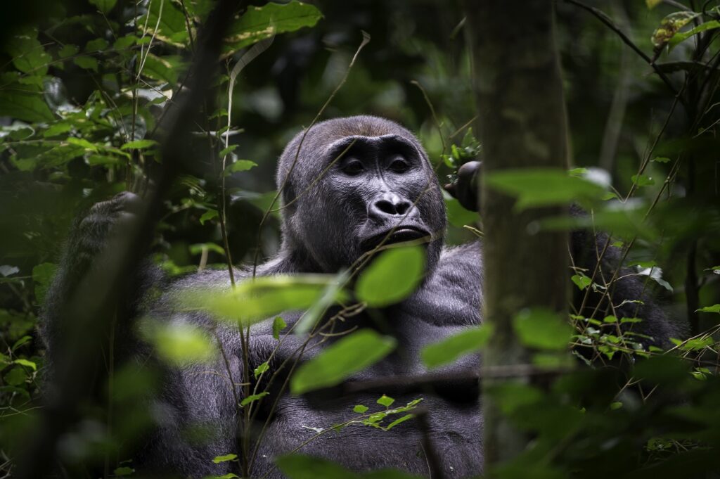 Safari Afrique, Eco-tourisme, rares espèces sauvages, voyage écoresponsable en Afrique, safaris loin de la foule, voyage responsable sur-mesure