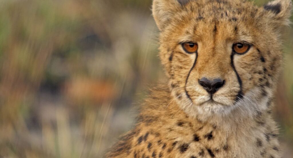 Safari Zambie, parc national Kafue, sauvage et peu fréquenté, animaux rares, safari à pied, montgolfière, observation des animaux, diversité de vie sauvage, séjour sur-mesure, agence spécialisée