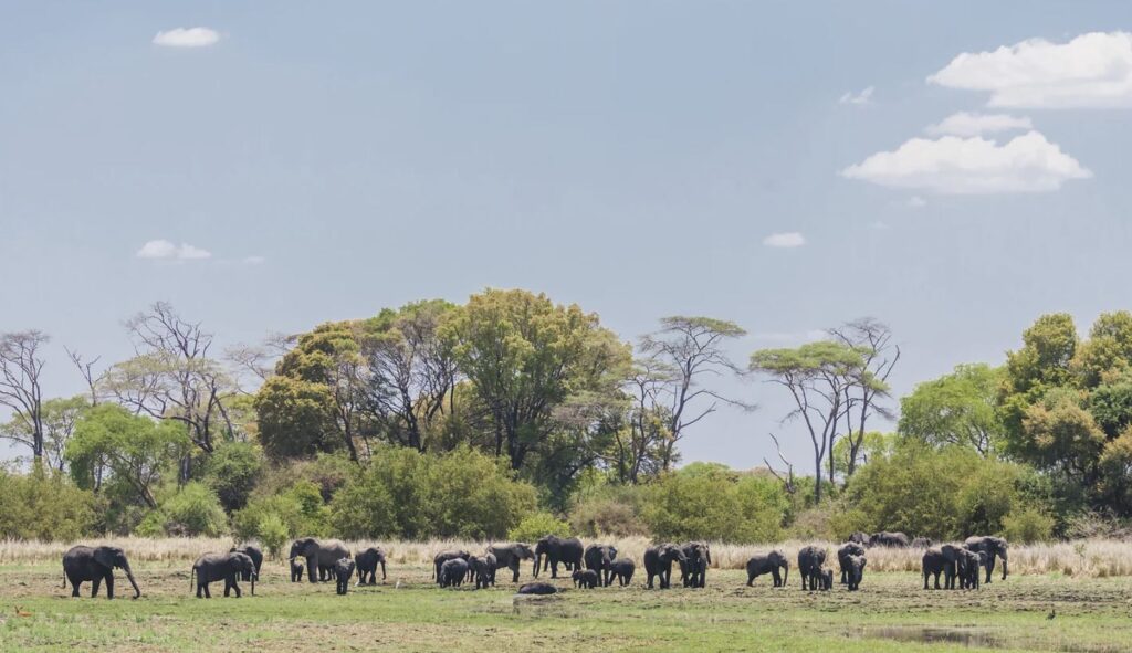 Safari Zambie, parc national Kafue, sauvage et peu fréquenté, animaux rares, safari à pied, montgolfière, observation des animaux, diversité de vie sauvage, séjour sur-mesure, agence spécialisée