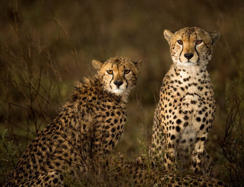 Safari Afrique, Eco-tourisme, rares espèces sauvages, voyage écoresponsable en Afrique, safaris loin de la foule, voyage responsable sur-mesure