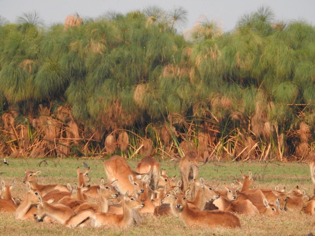 Safari Zambie, Afrique, parc de Kafue, voyage hors radars, nature sauvage, découverte de la faune, safari exclusif et rare, berceau des safaris, camps intime, loin de la foule, séjour sur-mesure