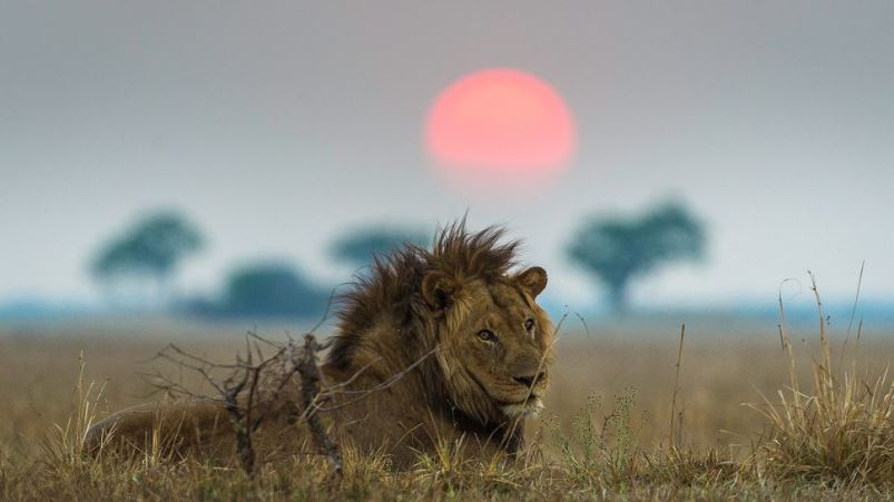 Safari Zambie, parc national Kafue, sauvage et peu fréquenté, animaux rares, safari à pied, montgolfière, observation des animaux, diversité de vie sauvage, séjour sur-mesure, agence spécialisée